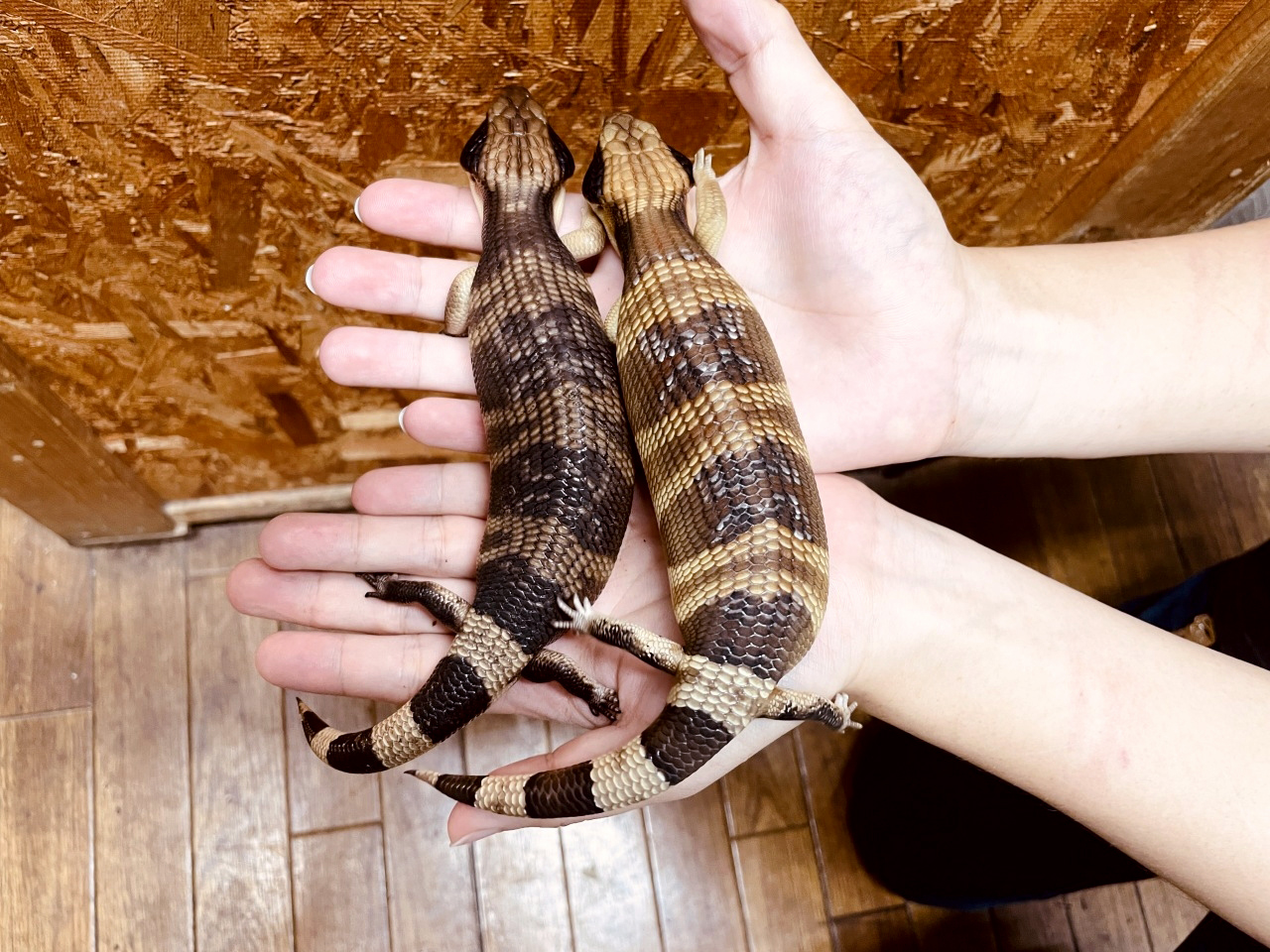 ニシアオジタトカゲ(3)