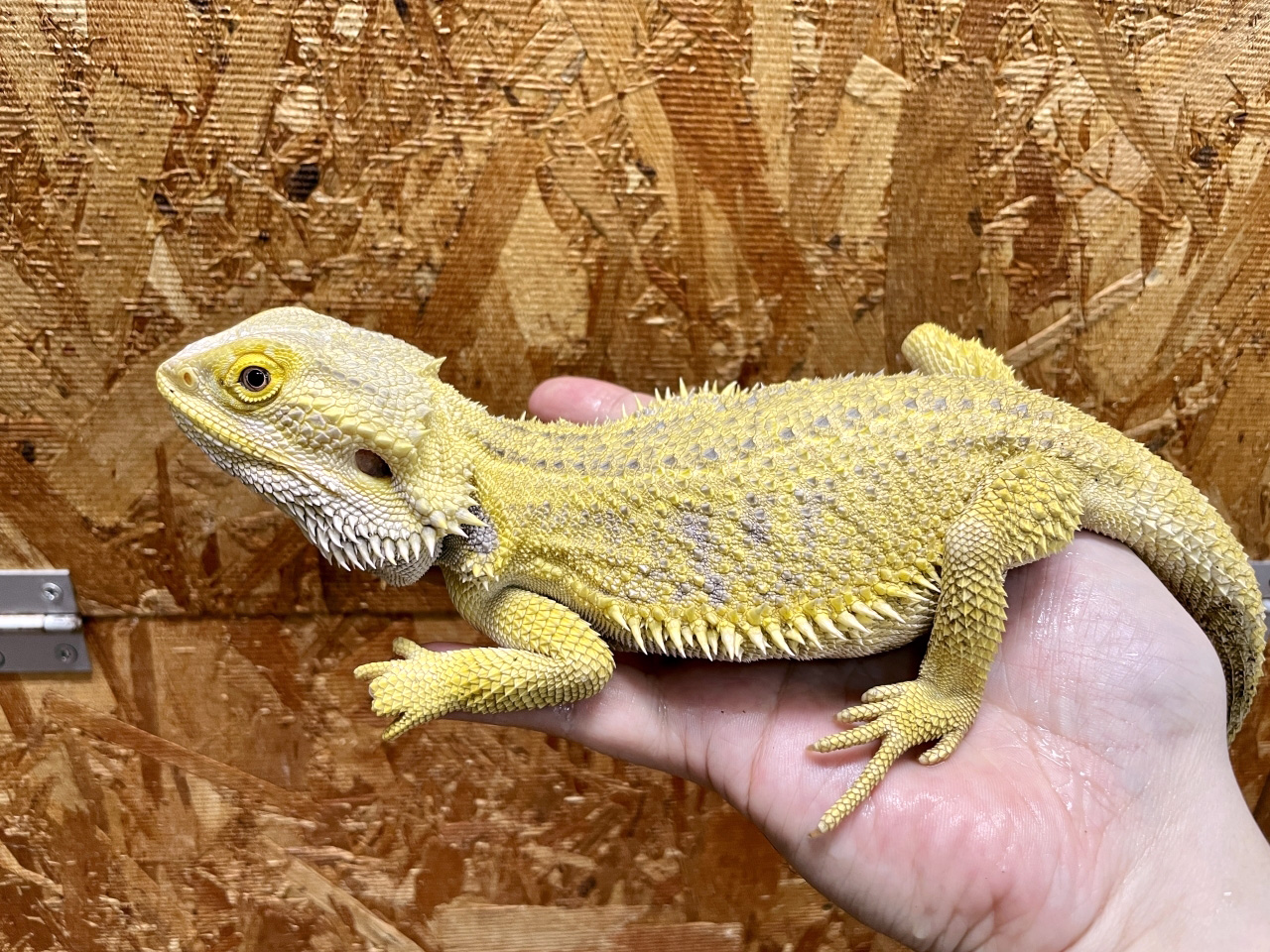 フトアゴヒゲトカゲ(5)