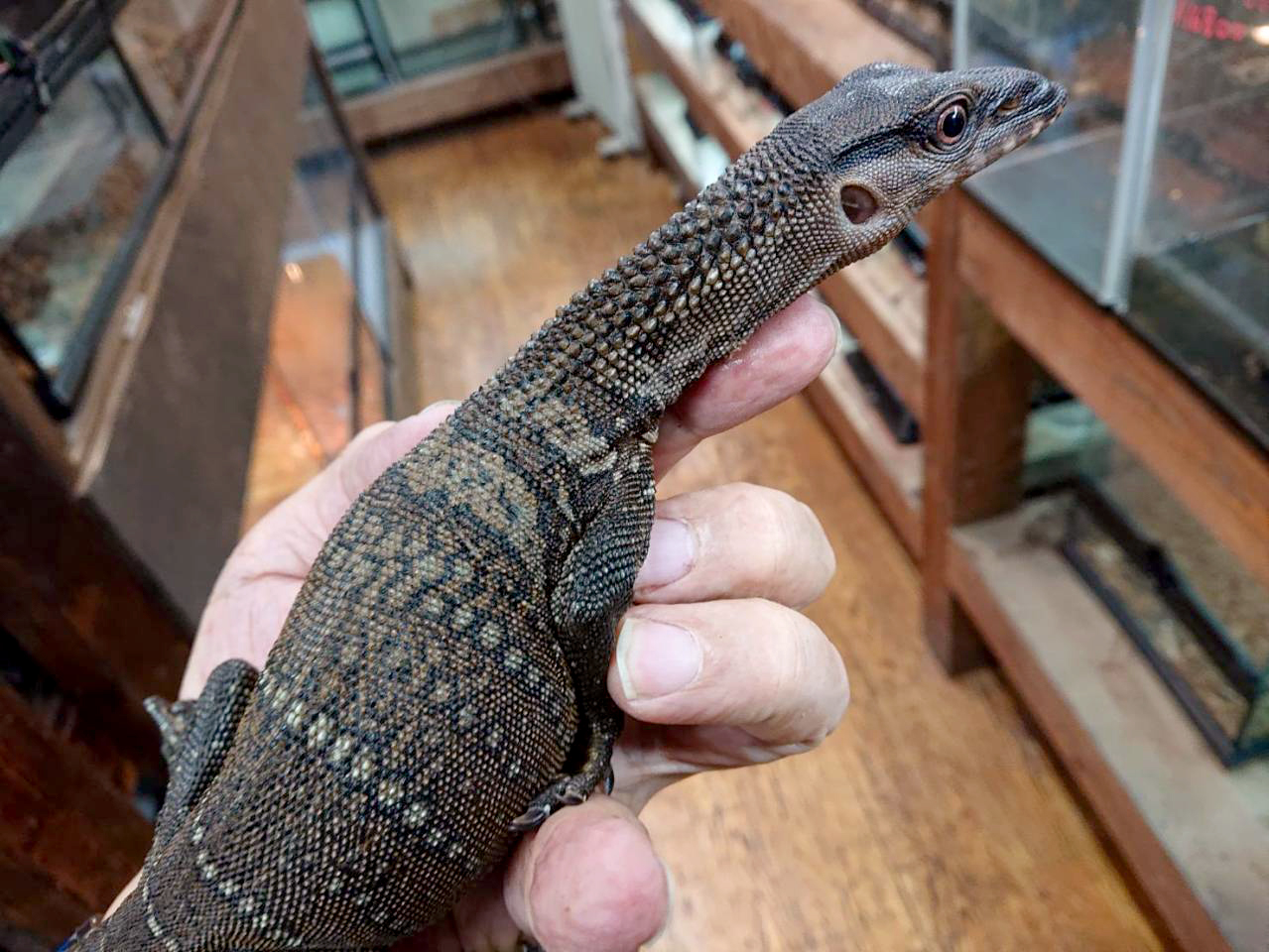 ラフネックモニター(1)