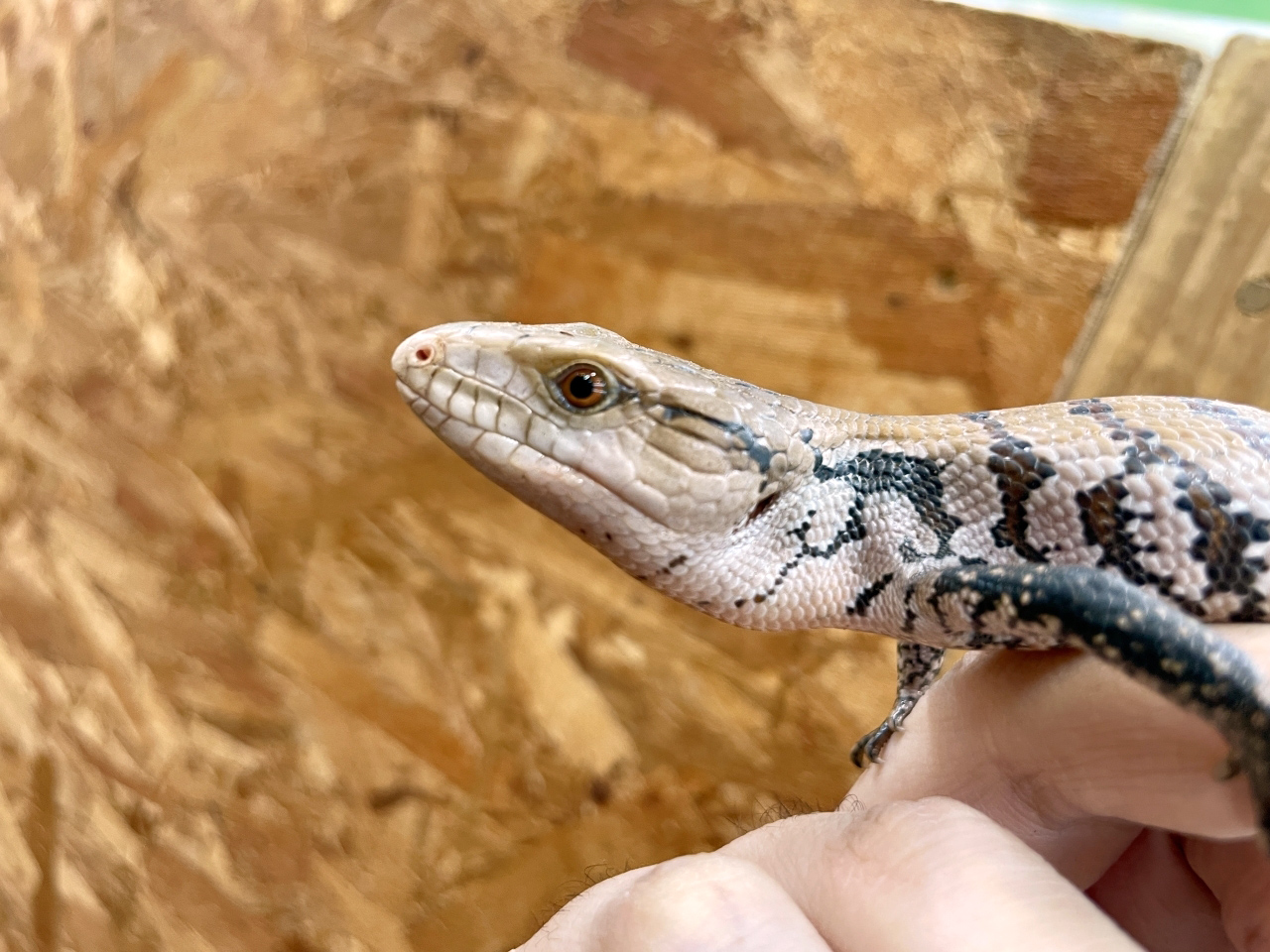 インドネシアアオジタトカゲ(10)