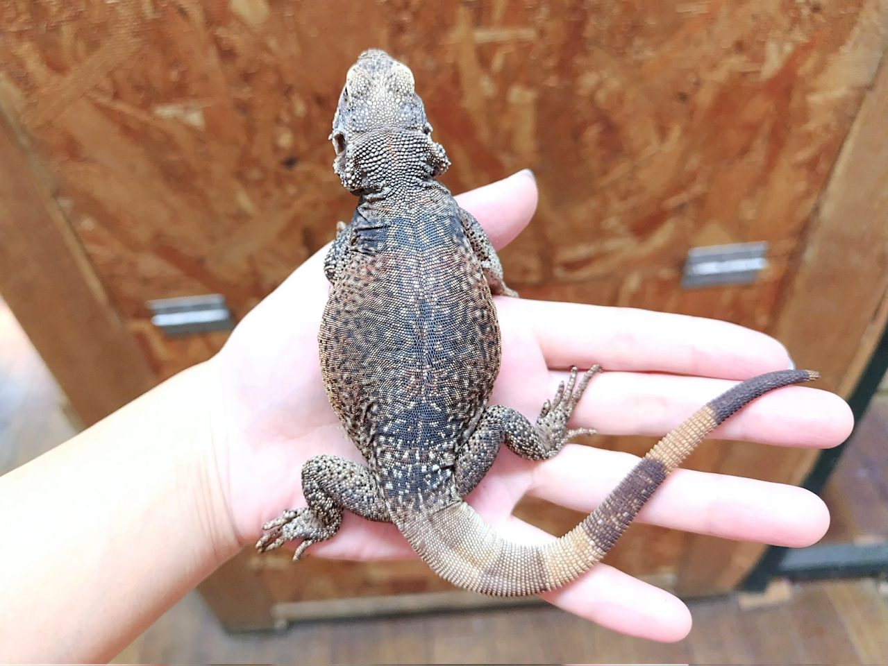 キタチャクワラ(2)