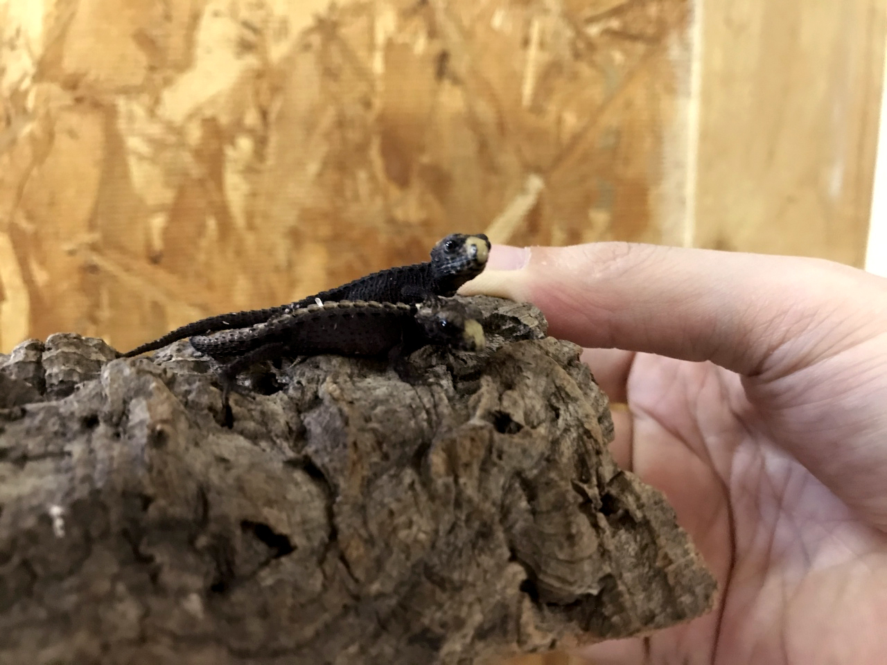アカメカブトトカゲ(10)