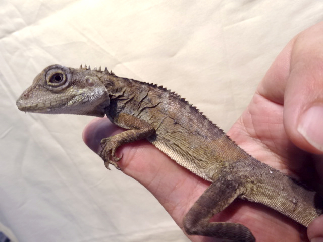 ノドグロミナミモリドラゴン(7)