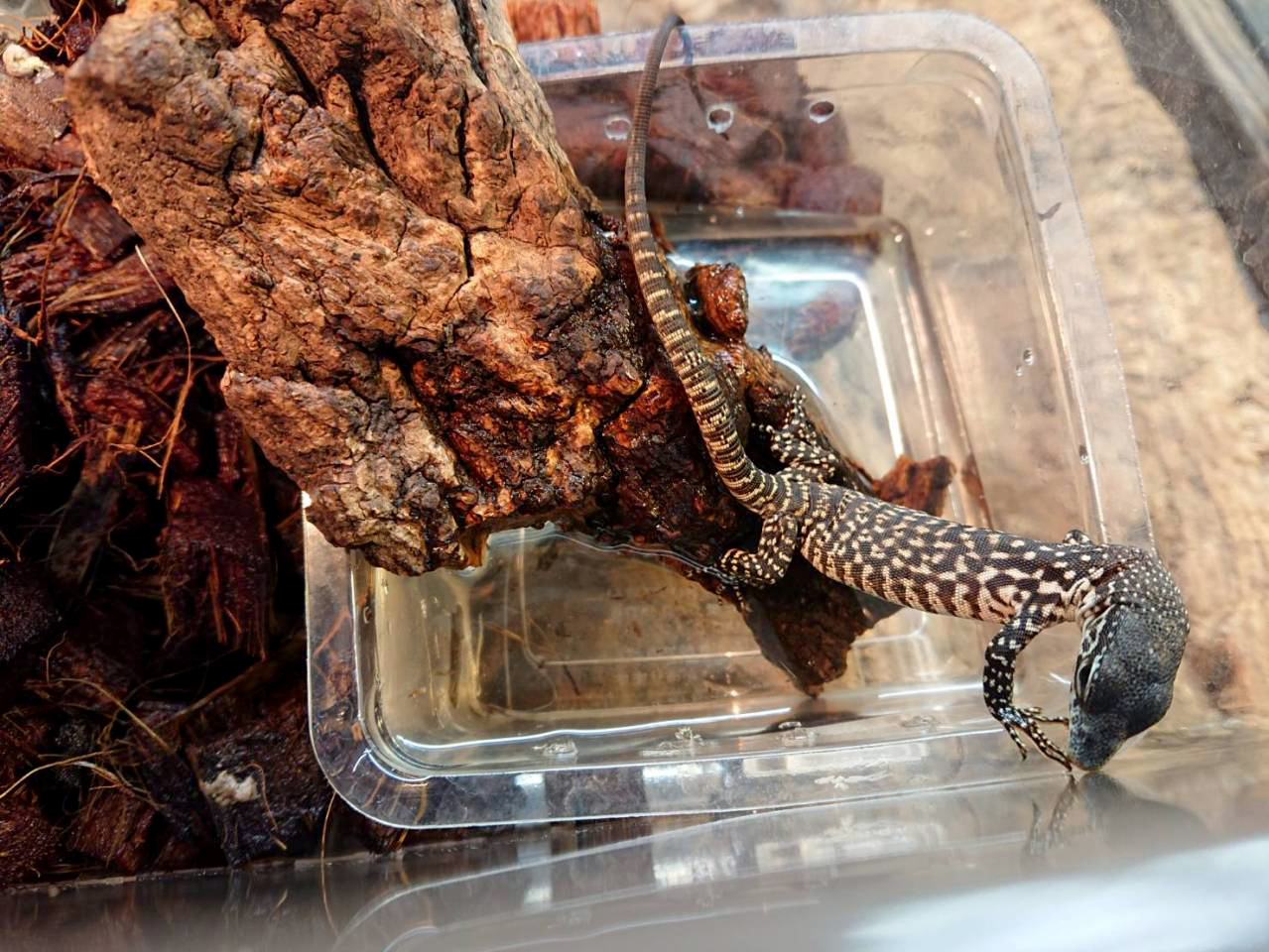 シミリスモニター(5)