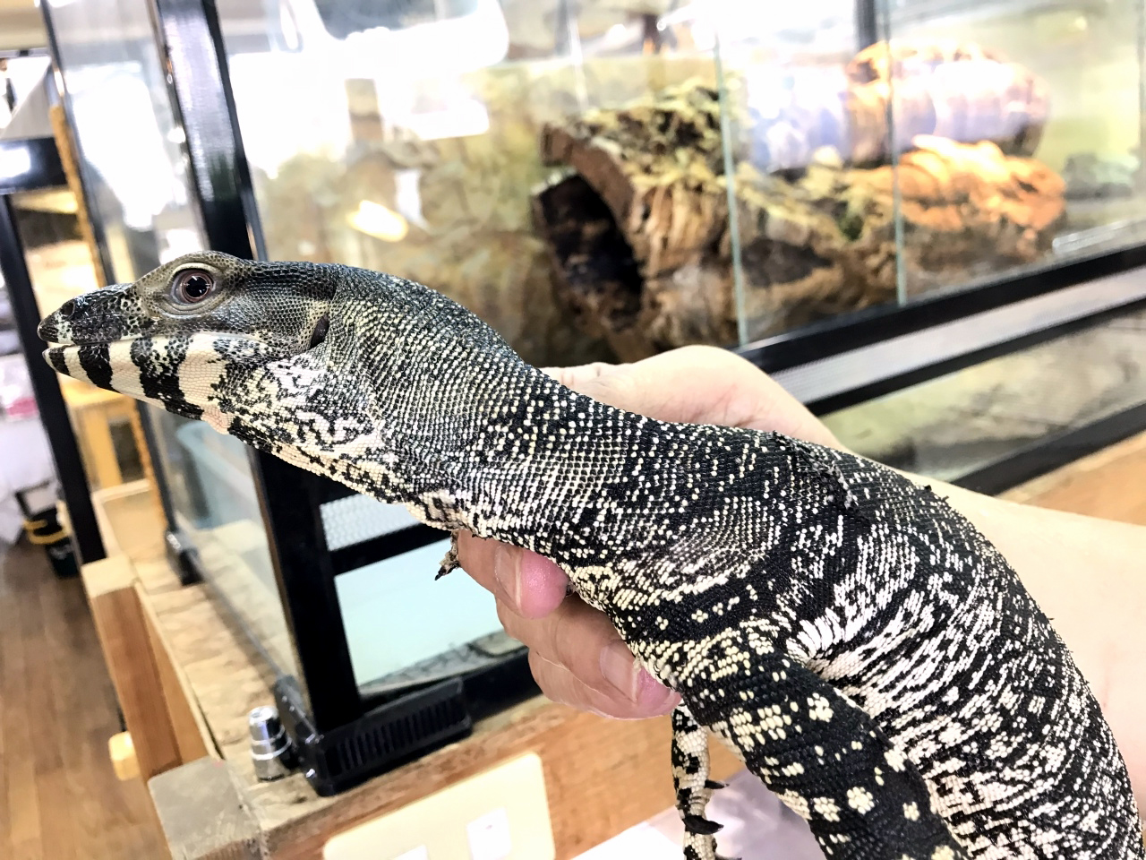 レースモニター(6)