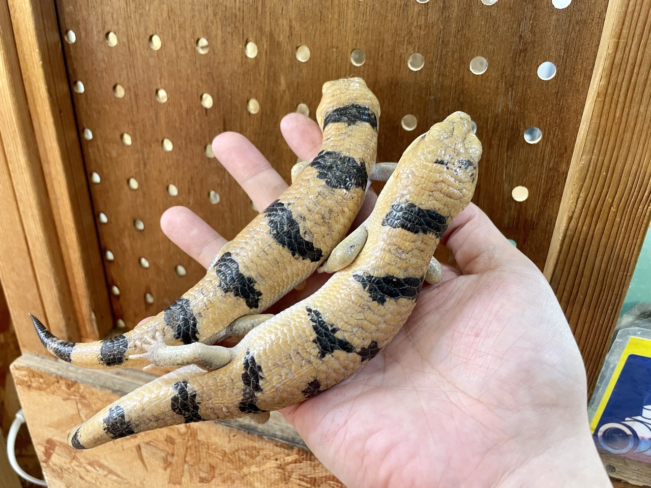 ピーターズバンデッドスキンク(9)