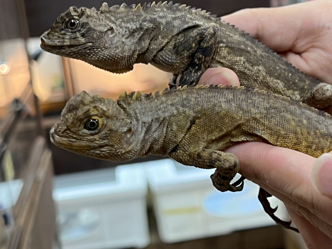 ウラノスコドン(1)