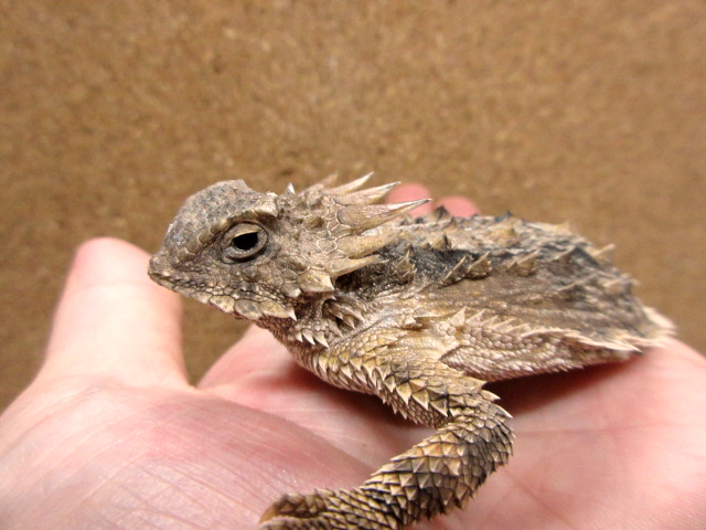 リーガルツノトカゲ(7)