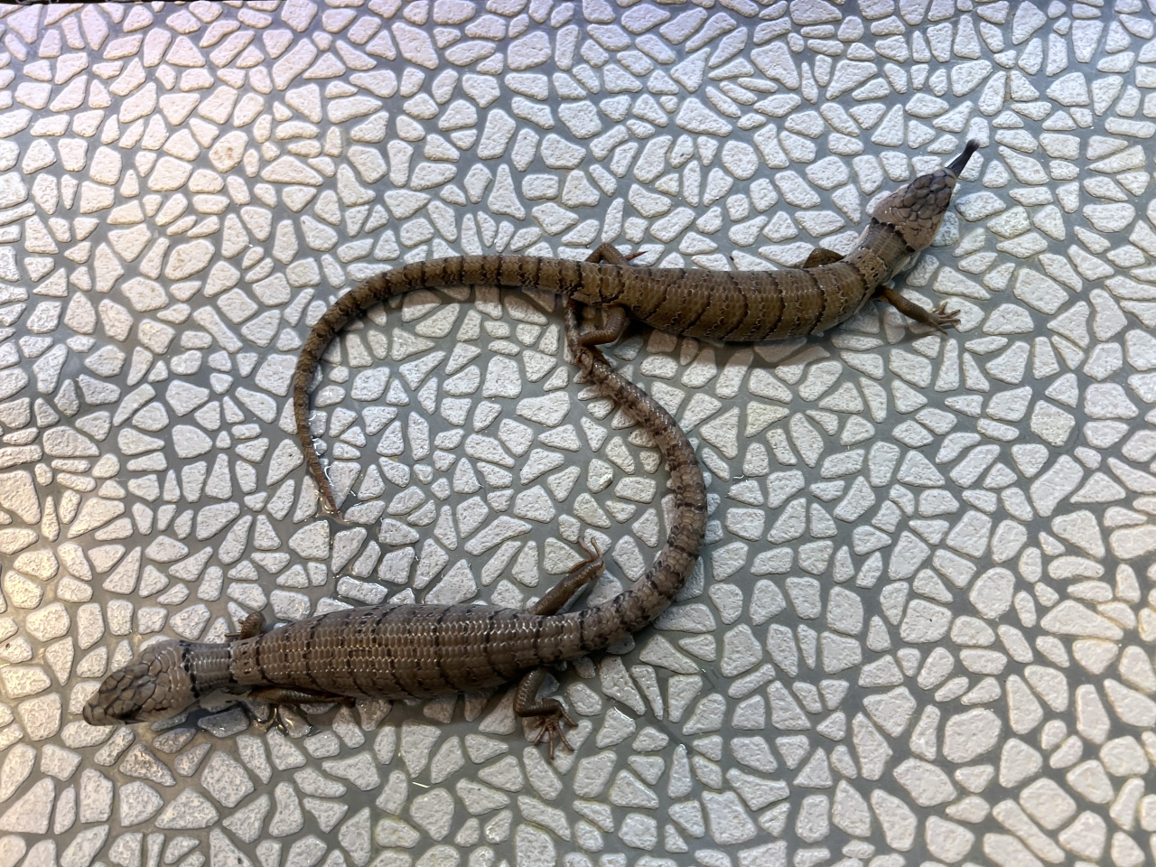 モモジタトカゲ(7)