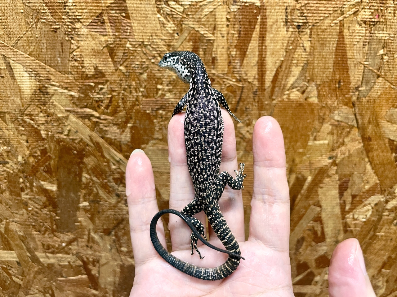 シミリスモニター(3)