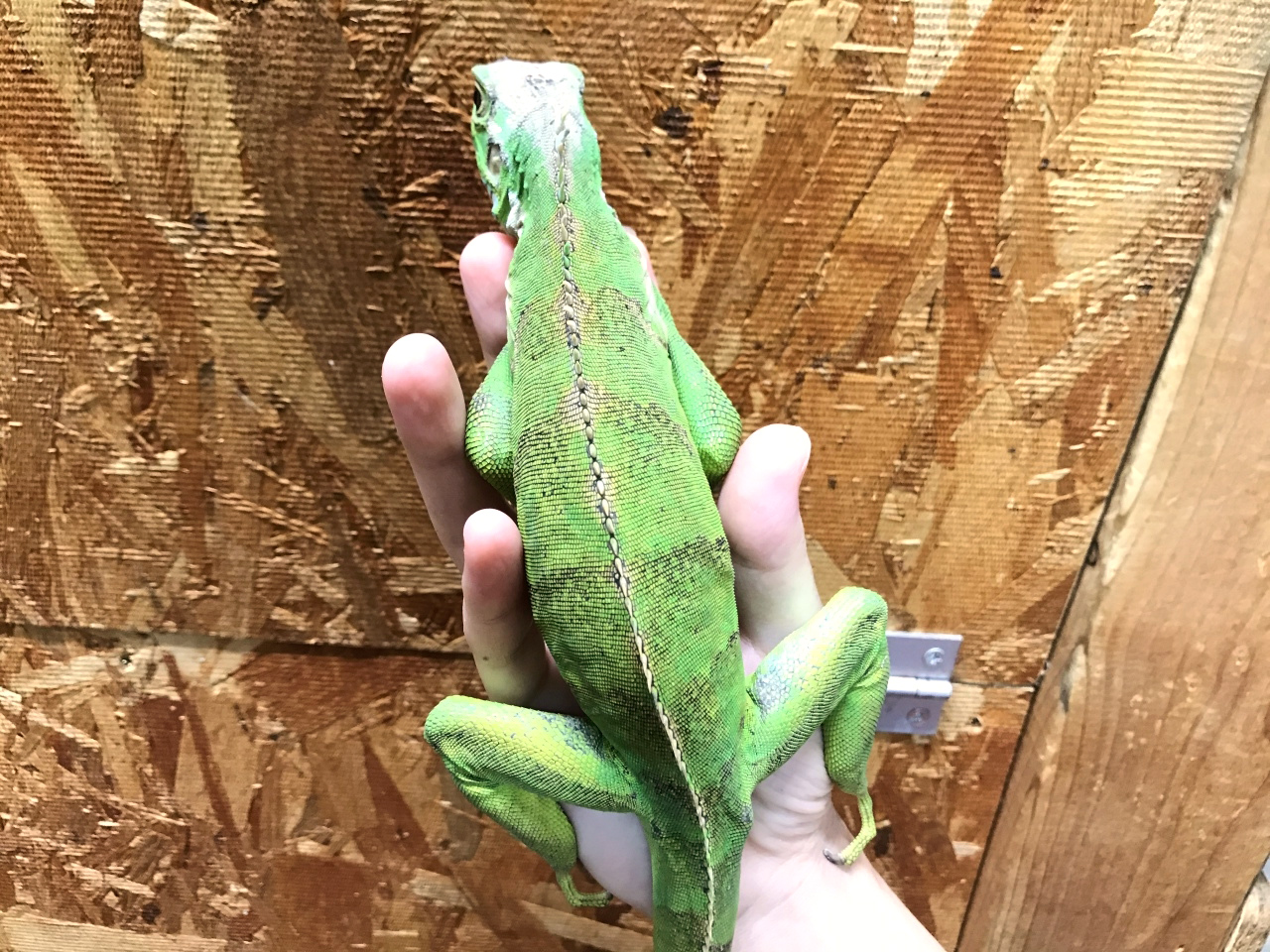 サバブラックイグアナ(3)