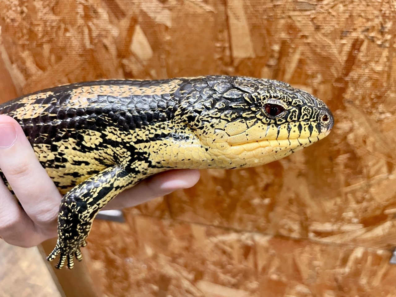 マダラアオジタトカゲ(3)