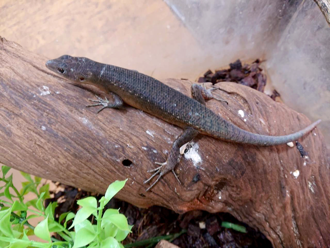 ブラックエモイア(4)