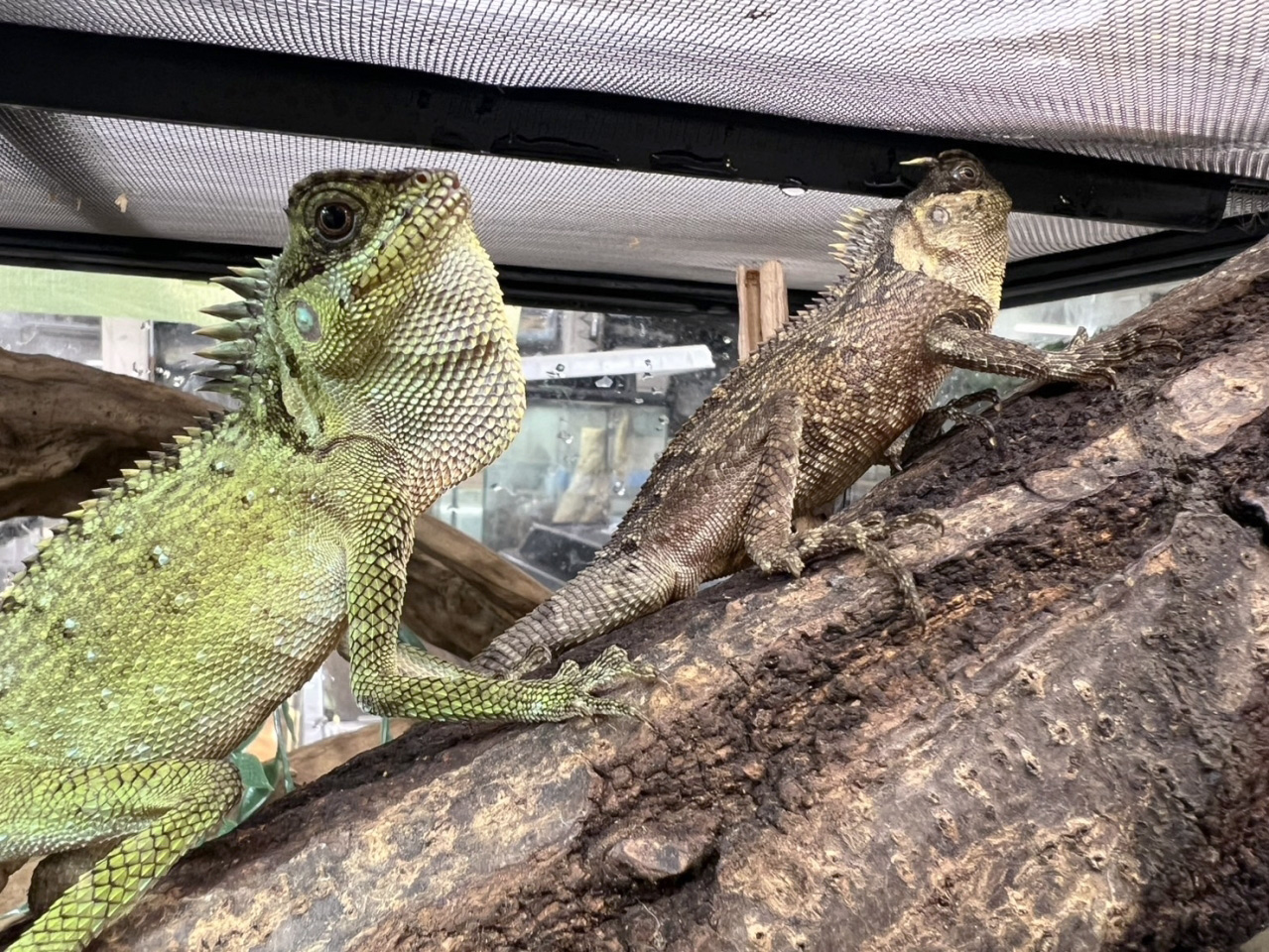 ベトナムクシトカゲ(7)