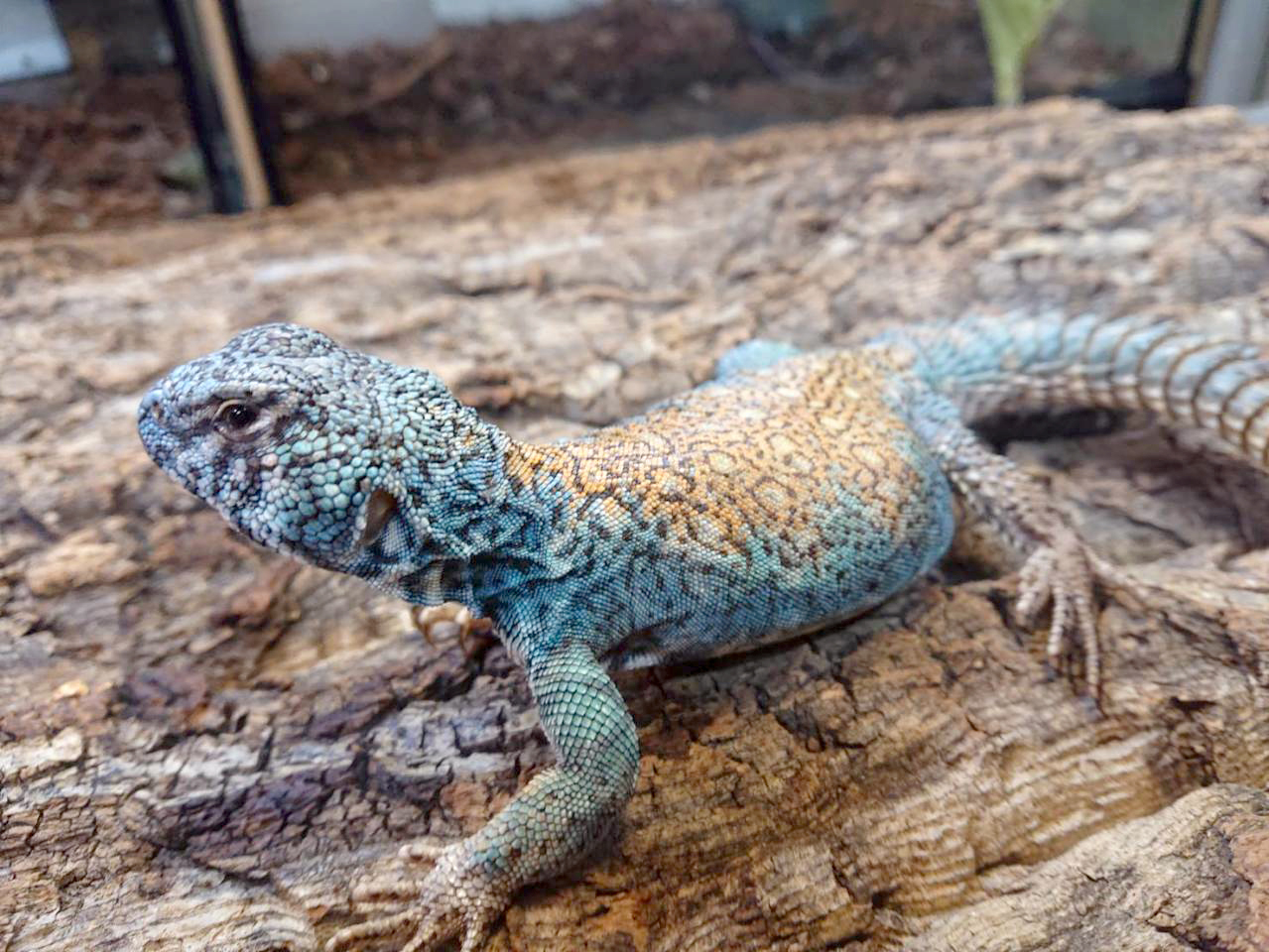 フィルビートゲオアガマ(2)