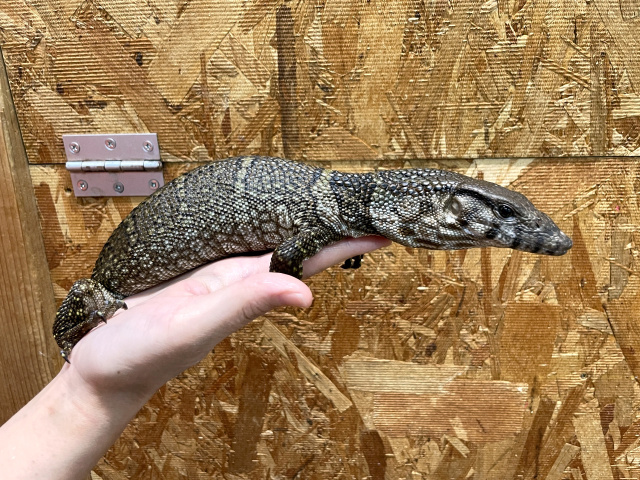 デュメリルモニター