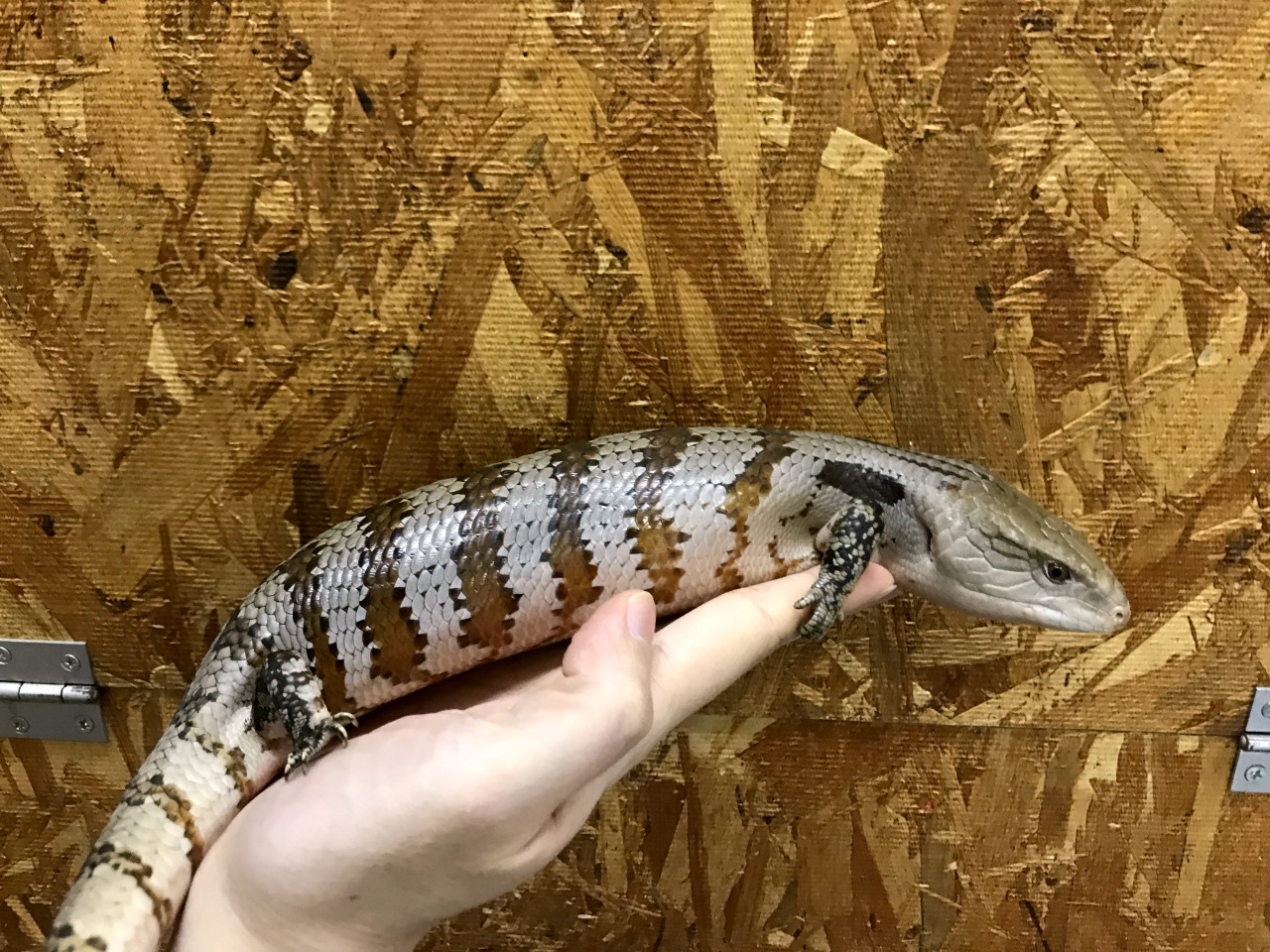 インドネシアアオジタトカゲ(3)