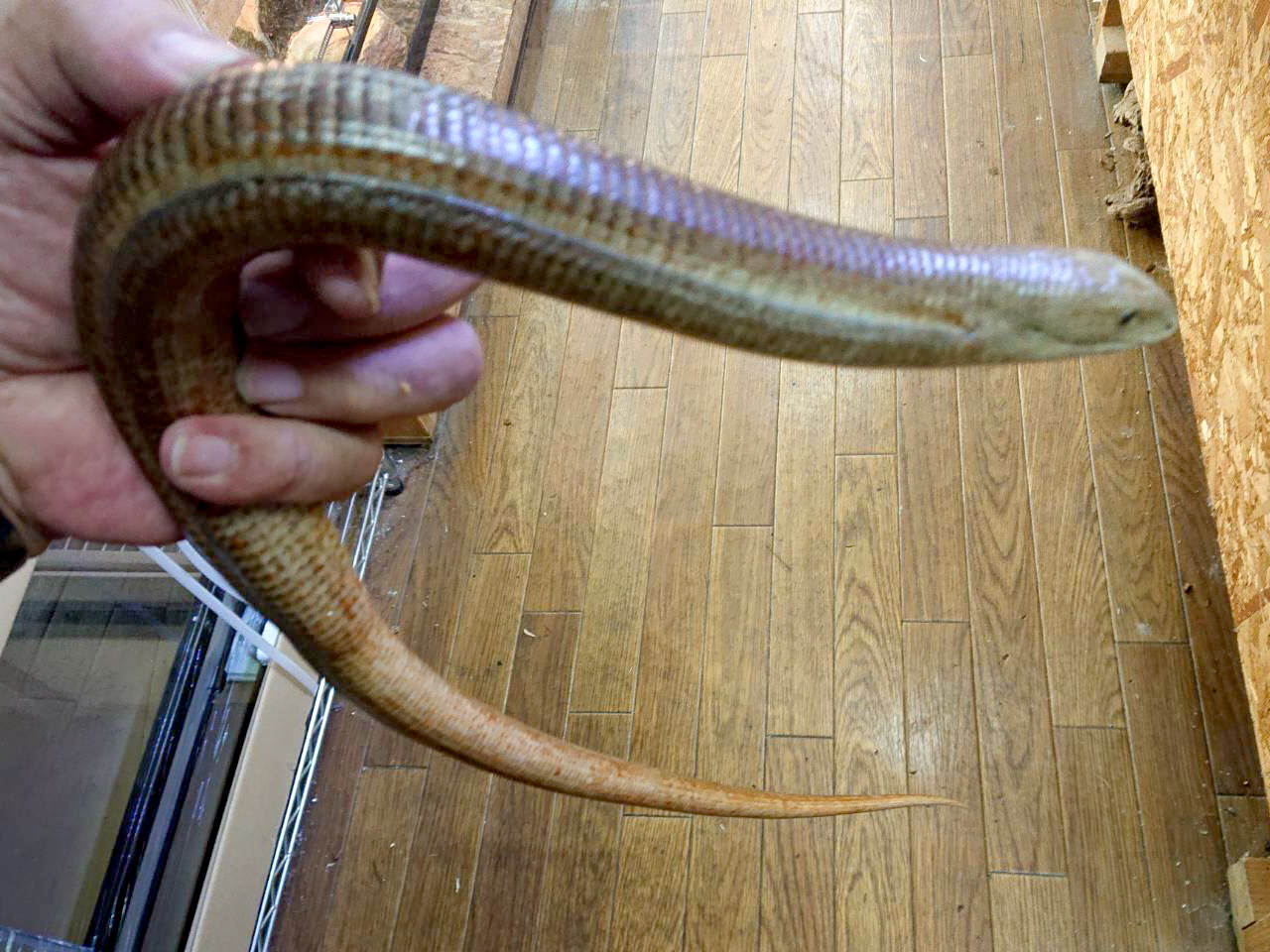 トラキアアシナシトカゲ(4)