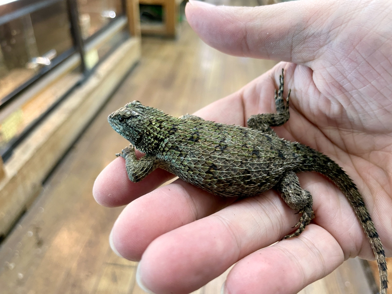 マラカイトハリトカゲ(11)