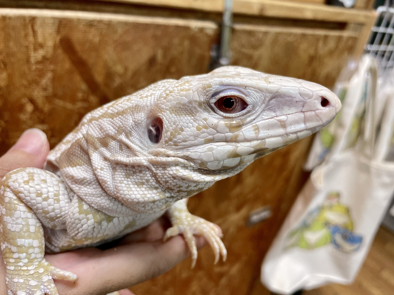 アルゼンチンブラックアンドホワイトテグー(12)