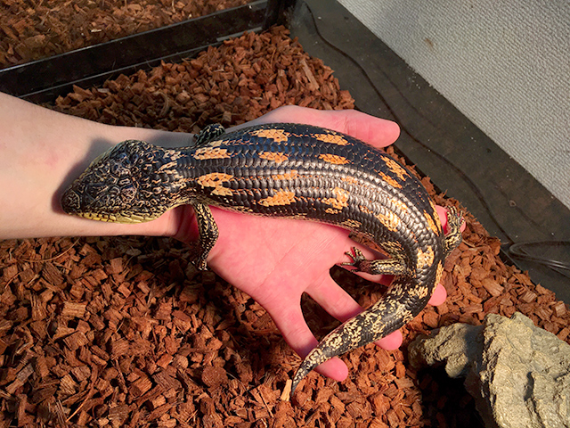 マダラアオジタトカゲ(11)