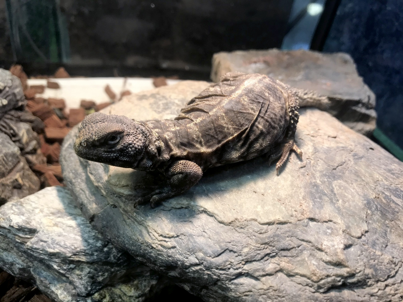 オビトゲオアガマ(12)