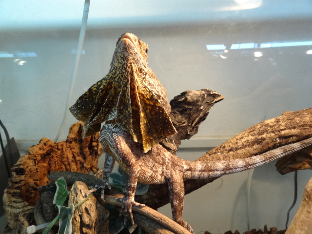 エリマキトカゲ(10)