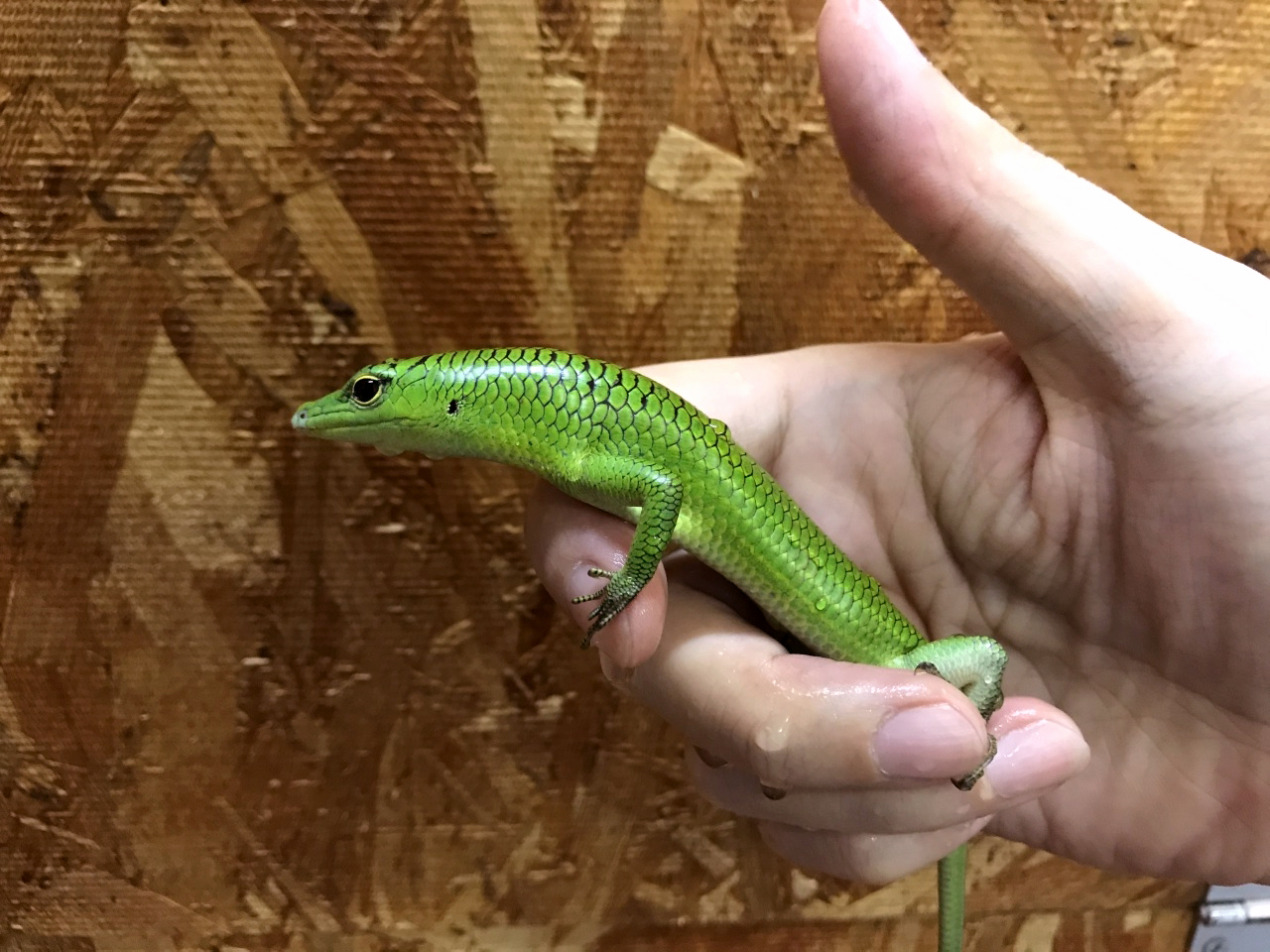 ミドリツヤトカゲ(5)