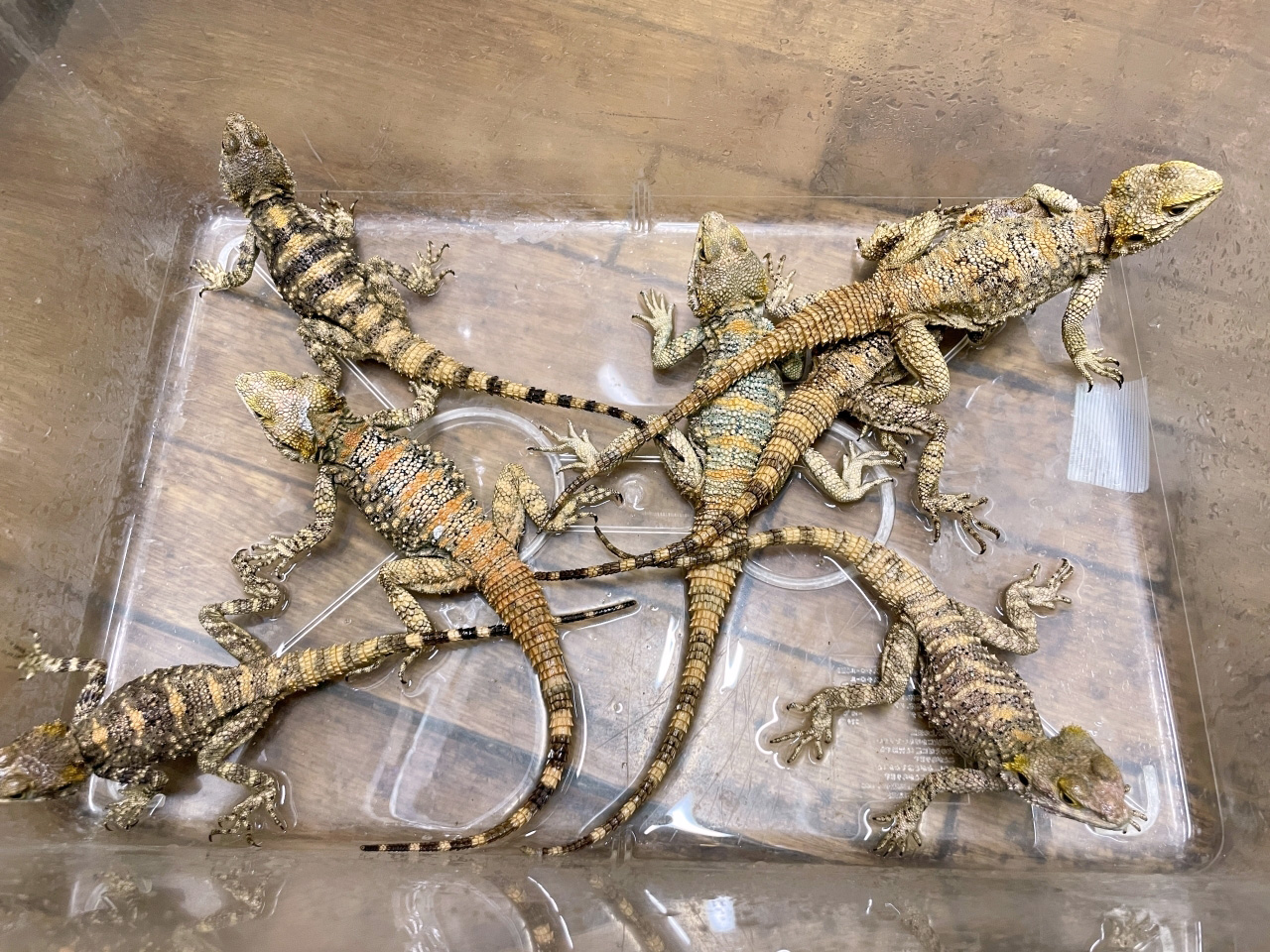 イロヌリアガマ(3)