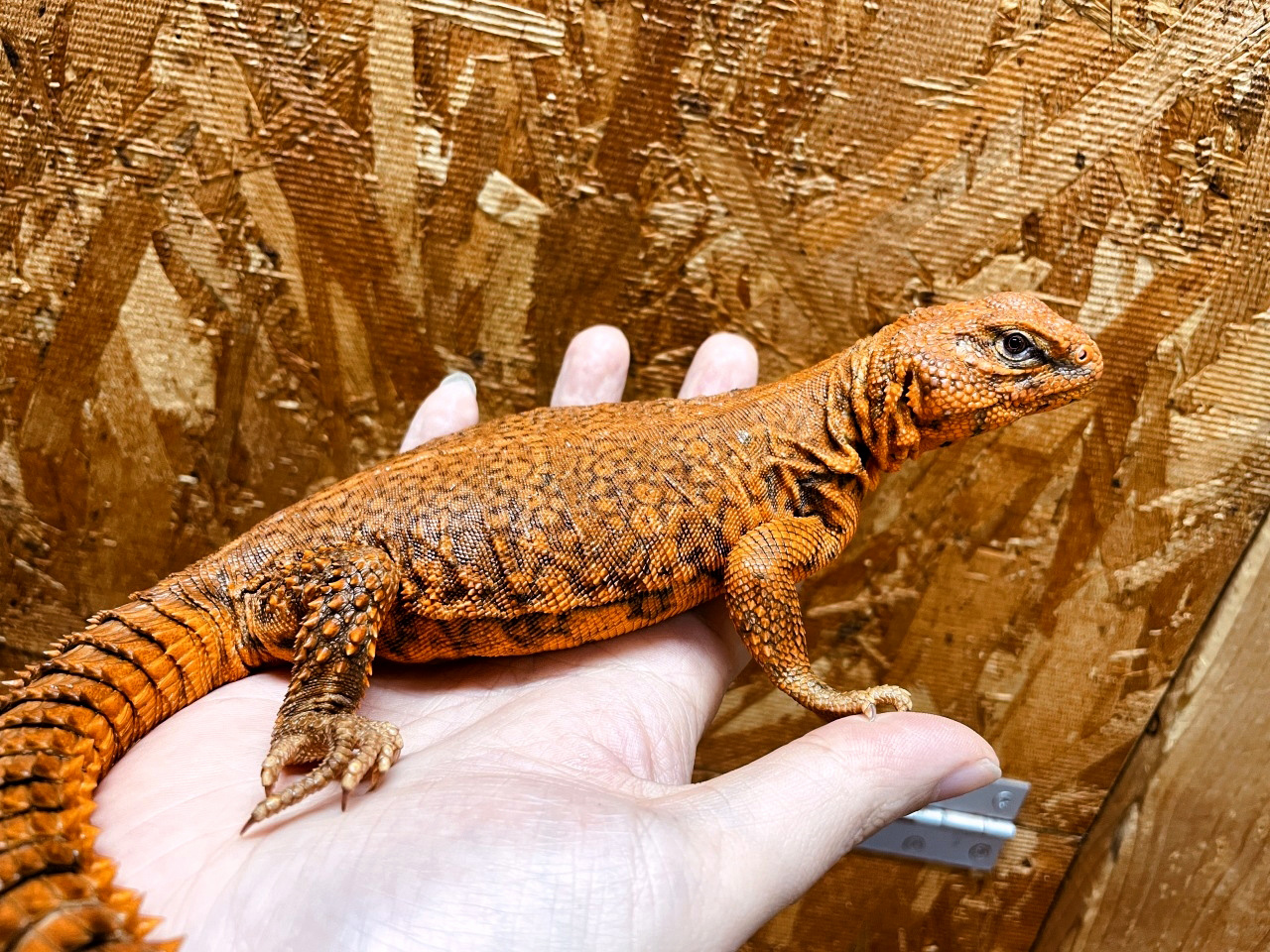 ゲイリートゲオアガマ(8)