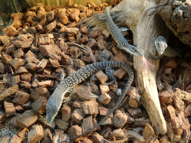 シミリスモニター(8)