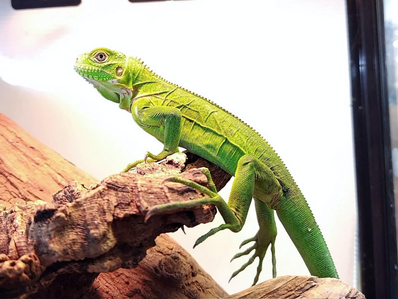 レッサーアンティルイグアナ(8)