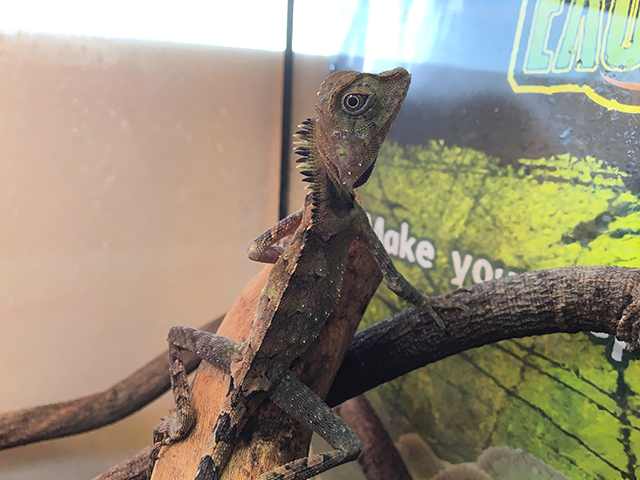 ベルモリドラゴン(3)