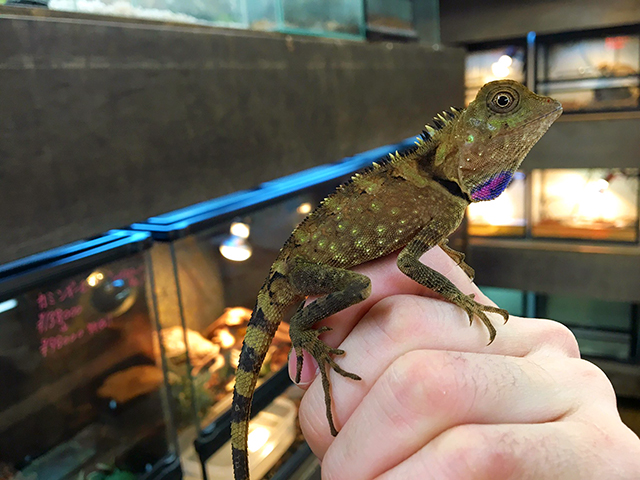 ベルモリドラゴン(4)