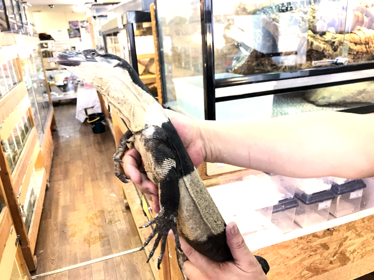 レースモニター(4)