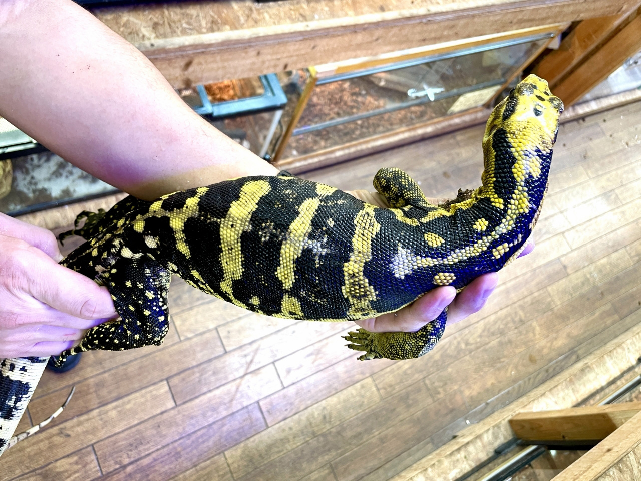 カミンギーモニター(7)