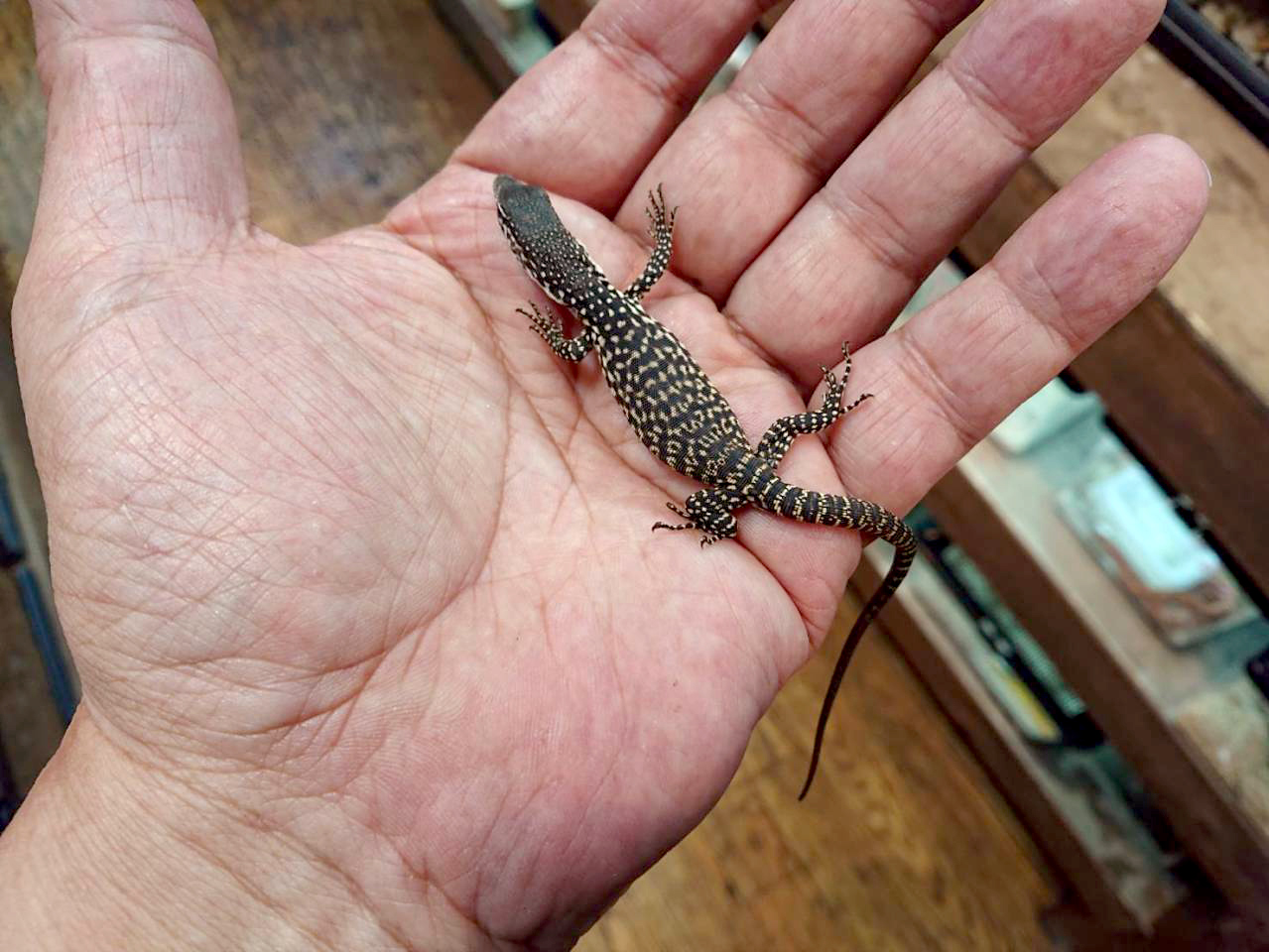 シミリスモニター(6)