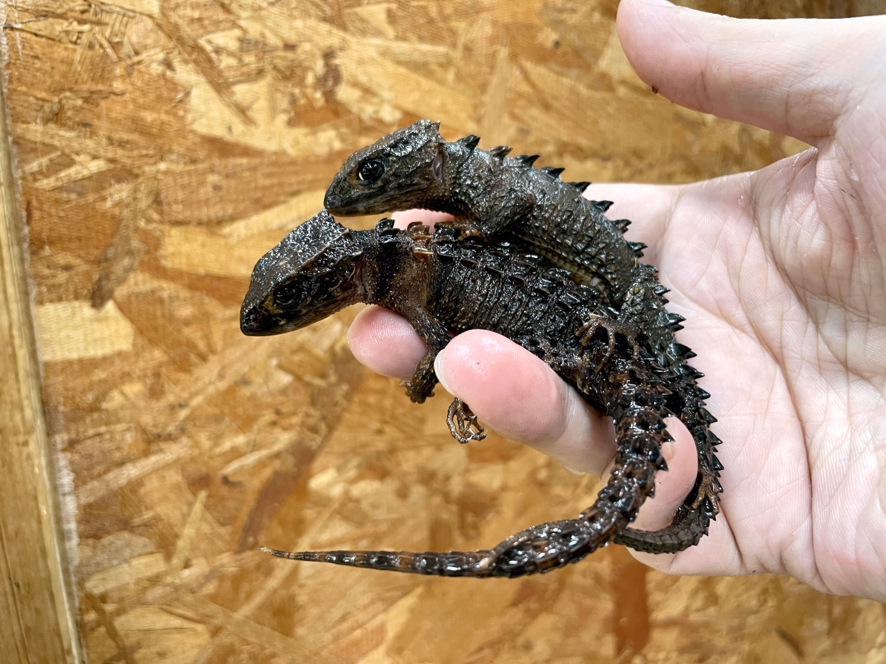 モトイカブトトカゲ(7)