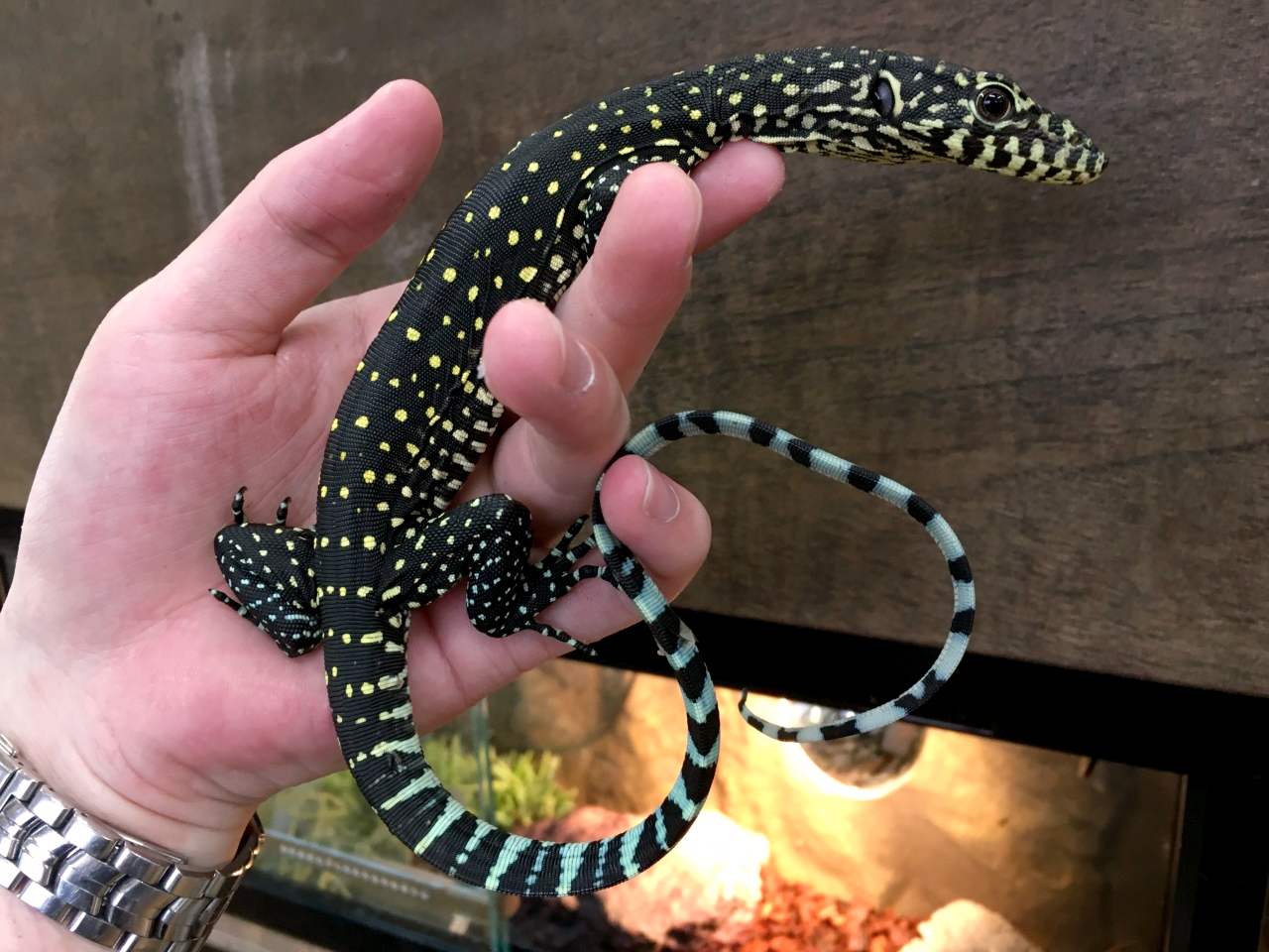 ブルーテールモニター(2)