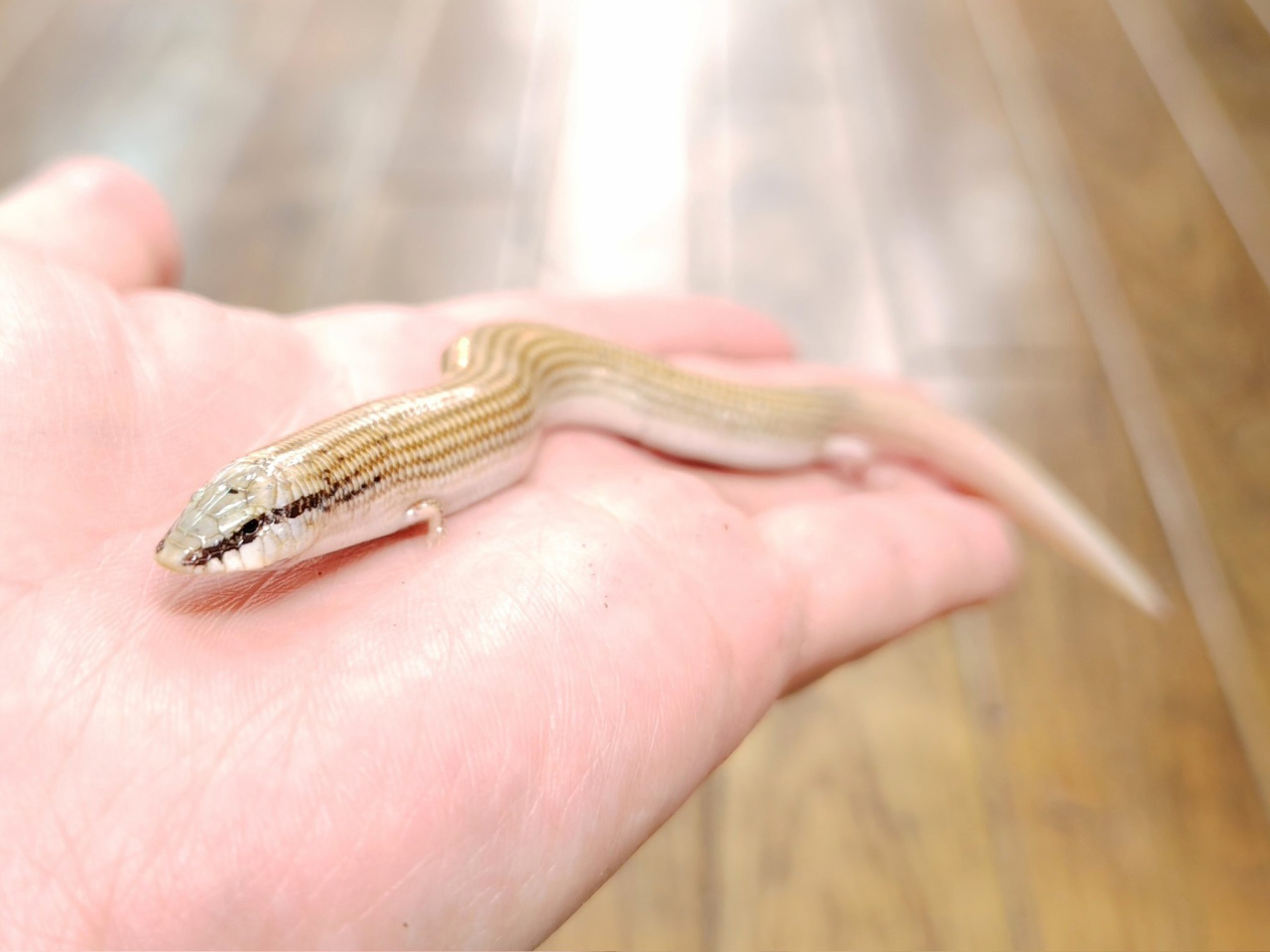 エジプトクサビトカゲ(2)