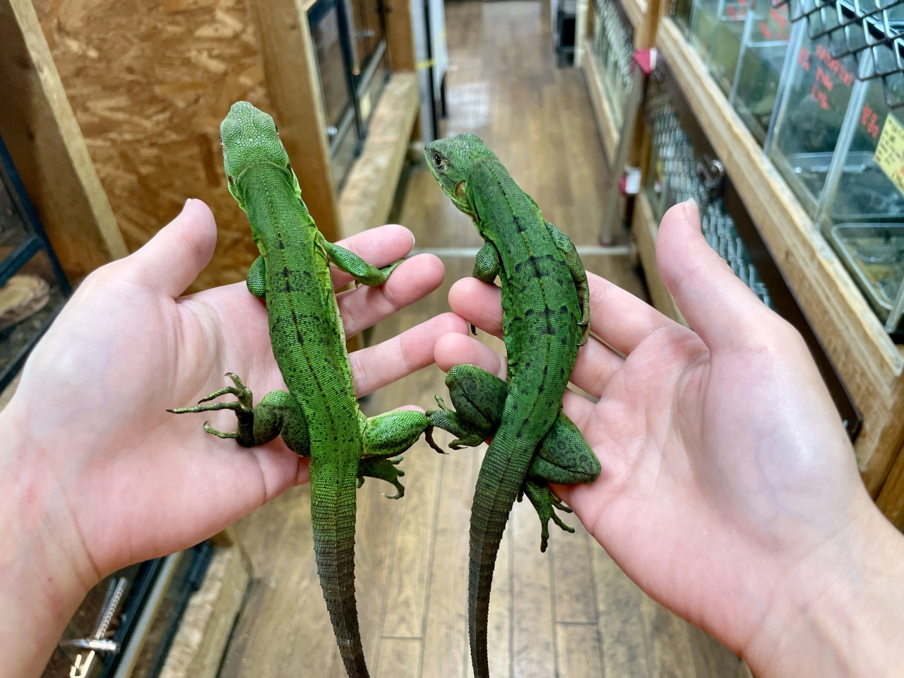 ツナギトゲオイグアナ(10)