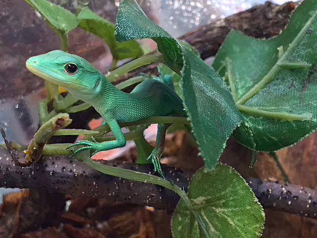 ミドリガストロカナヘビ(7)