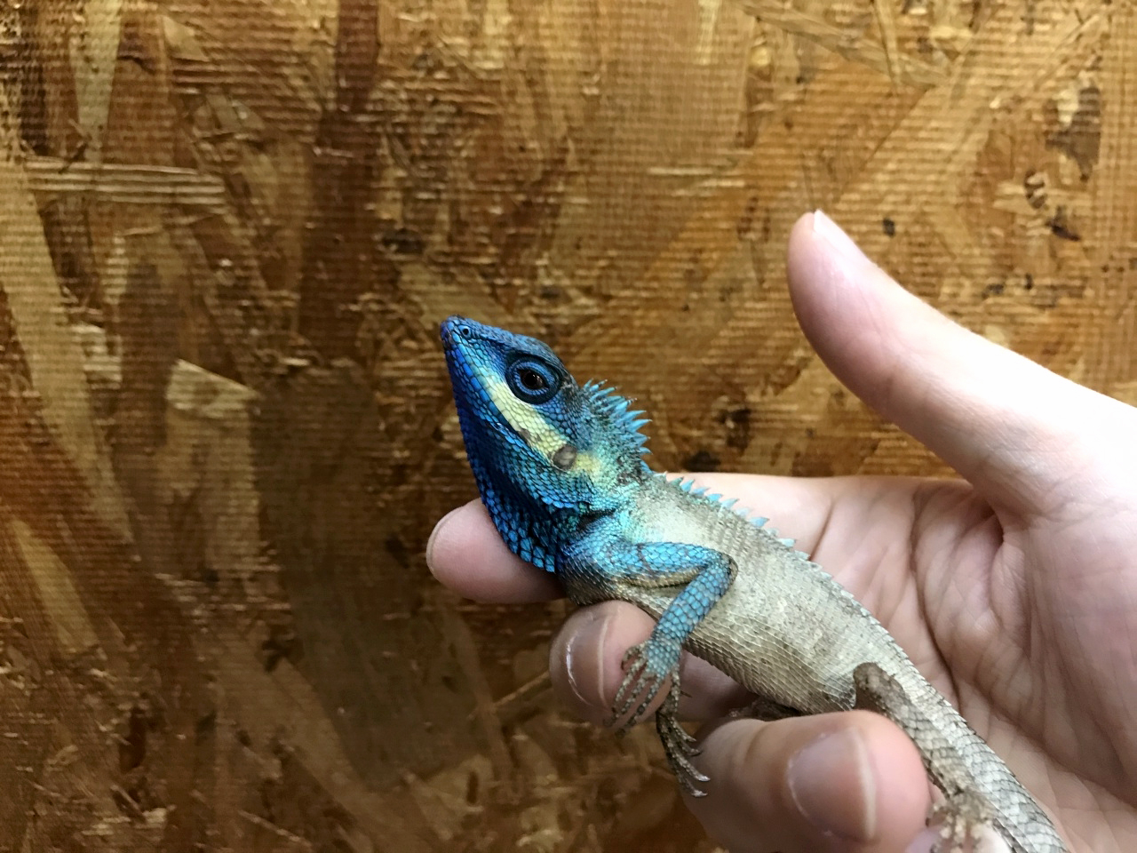 バカエカロテス(1)