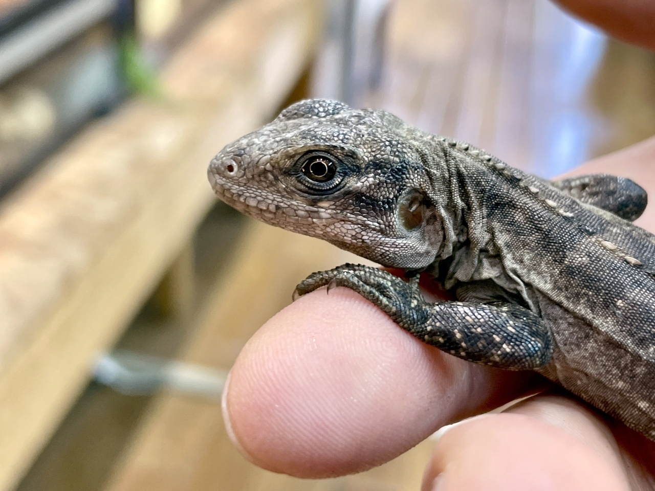 ベイカートゲオイグアナ(4)