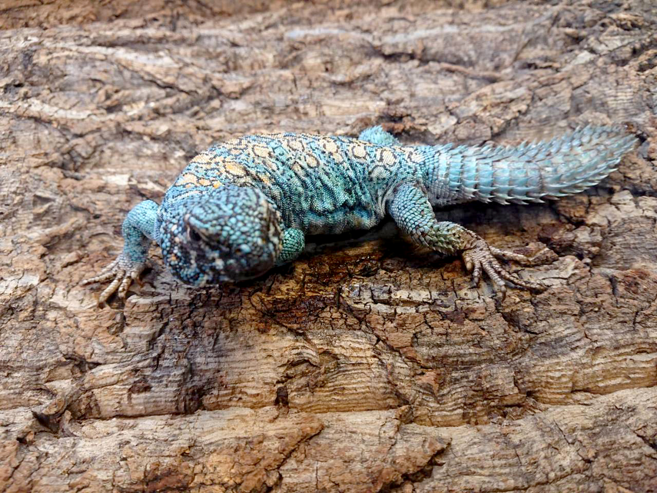 フィルビートゲオアガマ(4)