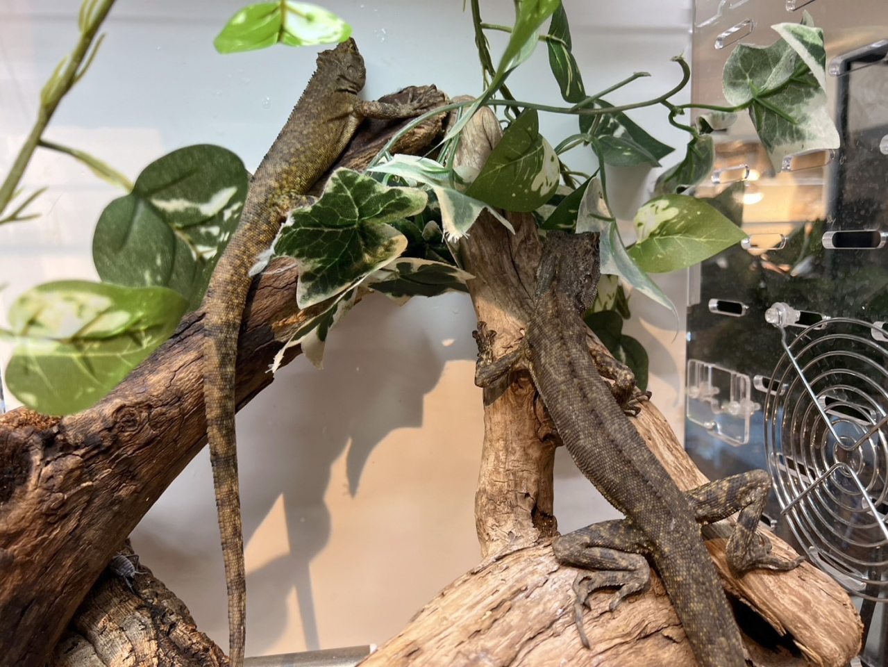 ウラノスコドン(3)