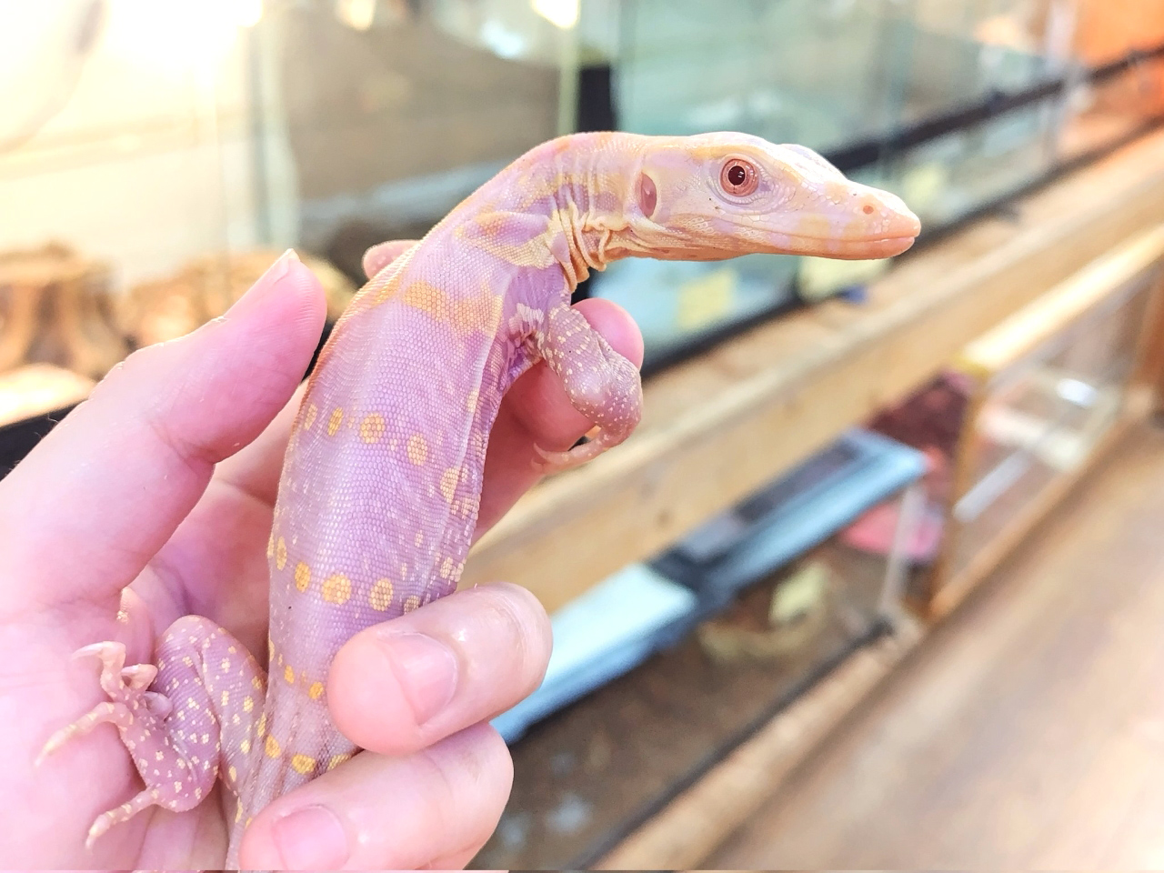 サルバトールモニター(8)