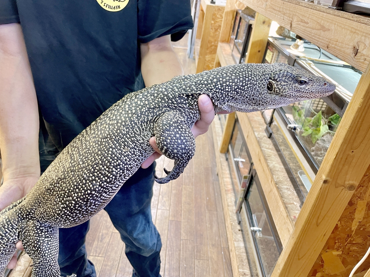 マングローブモニター(7)