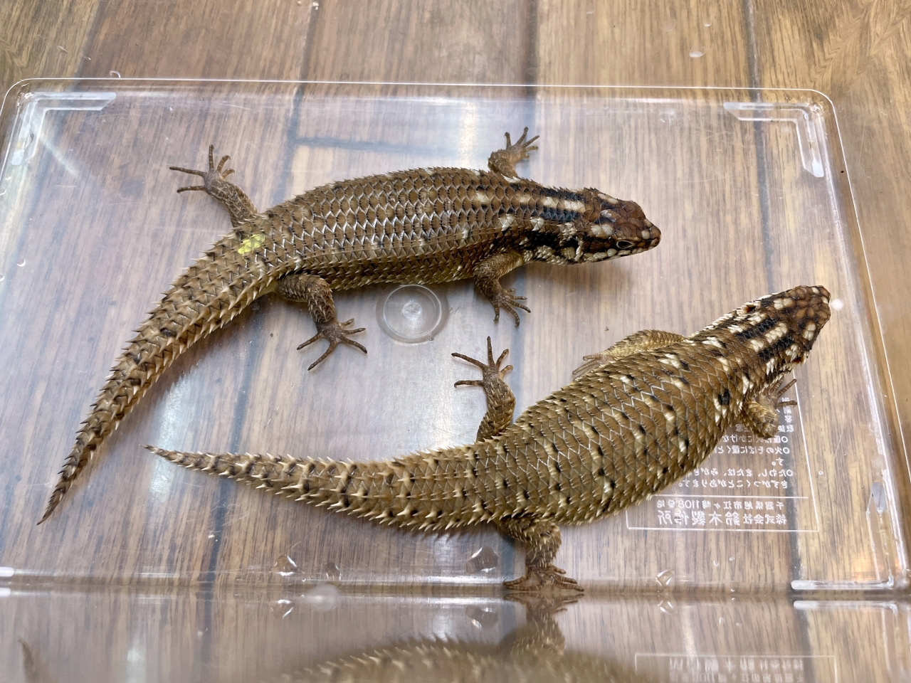 ホズマーイワトカゲ(1)