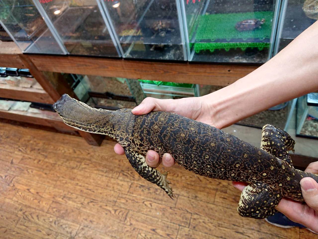 グールドモニター(11)